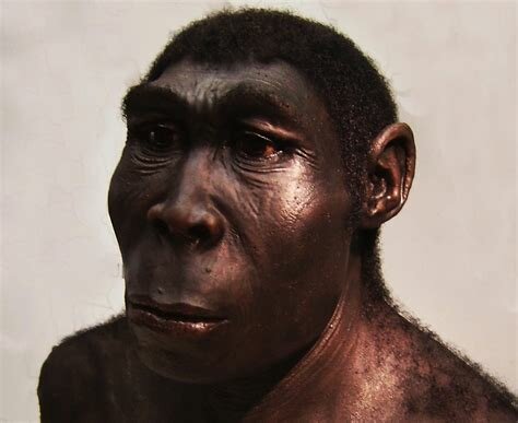 HOMO ERECTUS (hace 1,8 millones de años)