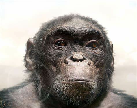 ARDIPITHECUS (hace 4,4 millones de años)