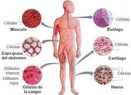 Theodor Schwann y Matthias Schleiden