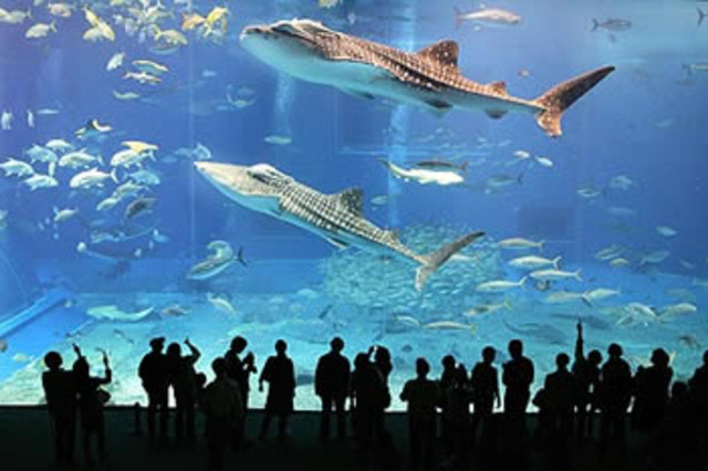ACQUARIO MILANO