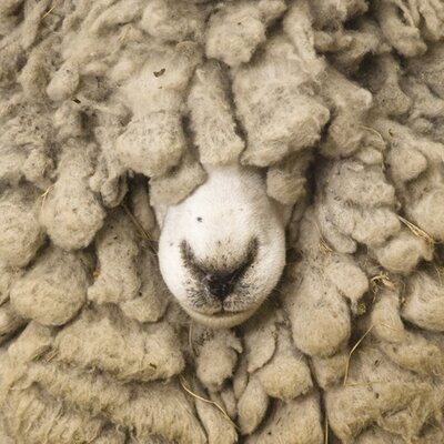 Timeline: Data di Nascita PINCO