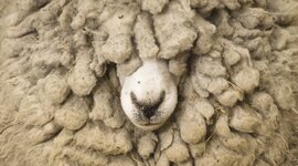 Timeline: Data di Nascita PINCO