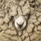 Wool