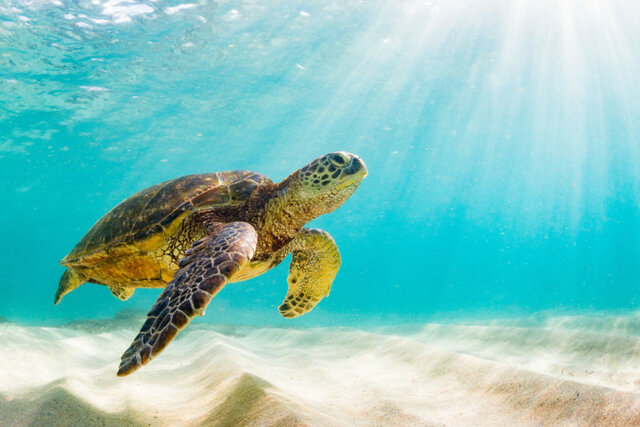 Data di nascita di Pallino