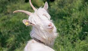 Data nascita CAMOMILLA