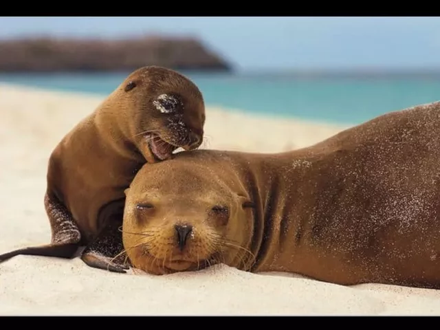 Data di nascita di Brian