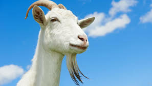 Data di nascita PALLINO