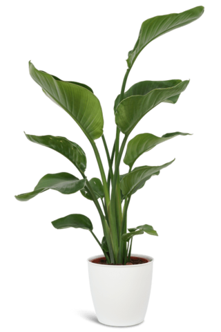 Entstehung der Landpflanzung