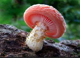 Robert H. Whittaker Sistema de cinco reinos Fungi 1969