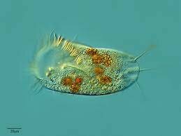 Thomas Cavalier-Smith Sistema de siete reinos Chromista 1998