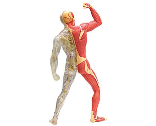 Sociedad de Ergología Humana