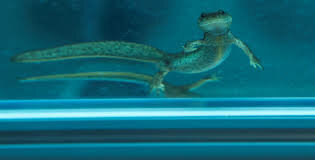 Esta especie se catalogó como en “peligro crítico”.