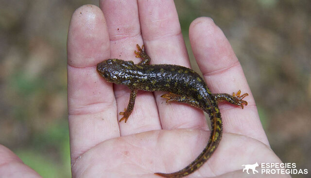 Se permitió obtener una reserva de más de 400 juveniles e iniciar las liberaciones.