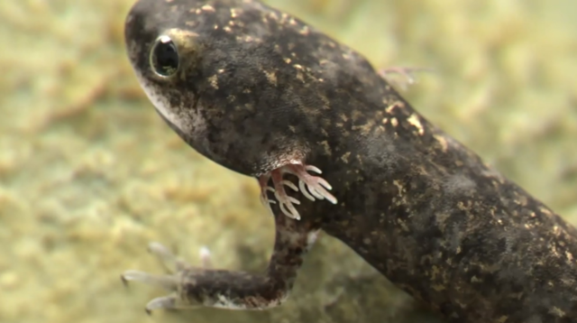 Información extra sobre el tritón.