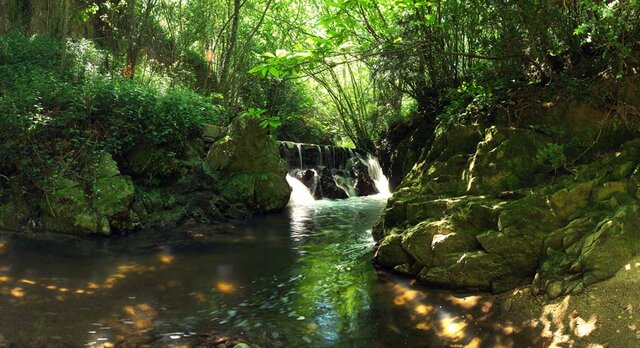 Se cofinancia el Proyecto de conservación del tritón del Montseny.