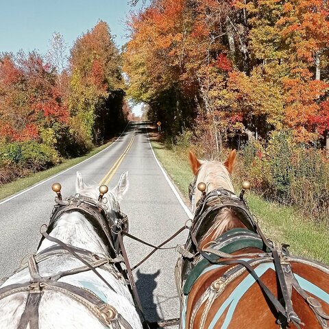 introduced to Americans