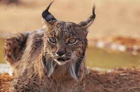 creación de las Juntas Prcovinciales de Extinción de Animales Dañinos