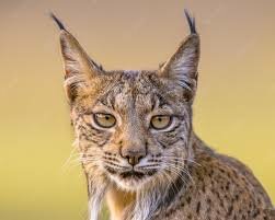 El lince ibérico se declara especie protegida