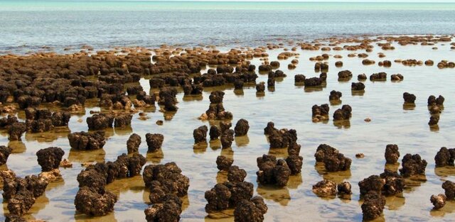 Els primers indicis de vida trobats sobre unes roques