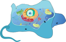 Eucarites unicelulars