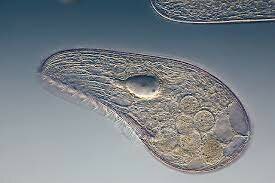 Primers organismes eucariotes unicel·lulars