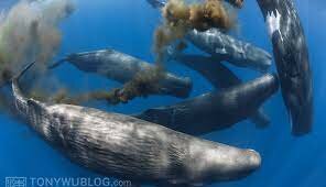 EXPLOSIÓ DE FORMES DE VIDA TOTES ,MARINES