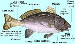 ELS PEIXOS SENSE MANDÍBULA VAN EVOLUCIONAR