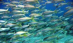 Els peixos sense mandibula van evolucionar