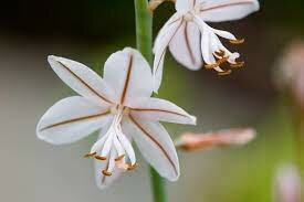 LES PLANTES AMB FLOR I LLAVOR