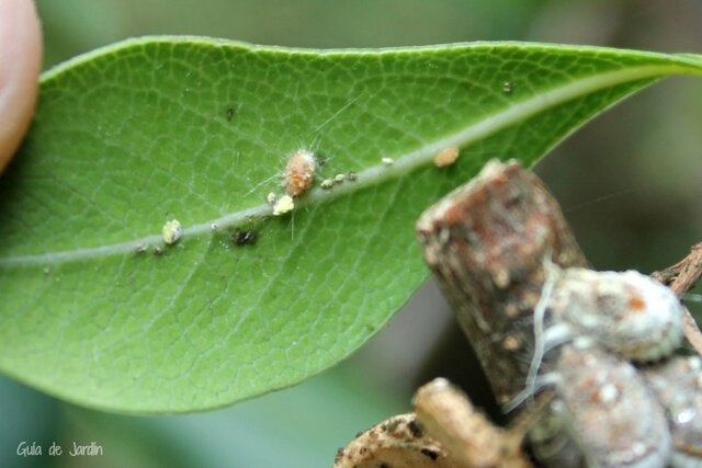 Les primeres plantes, insectes i vertebrats terrestre