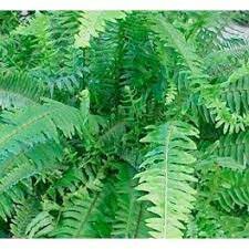 Primers plantes (falgueres i coniferes)