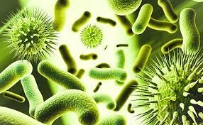 els primers  organismes eucarites