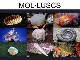primers mol-luscs