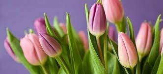 les  primeres plantes amb flor