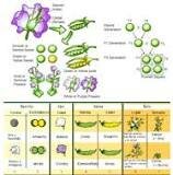 Presentació del experiments de Mendel