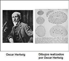 Descobriment de la MEIOSI