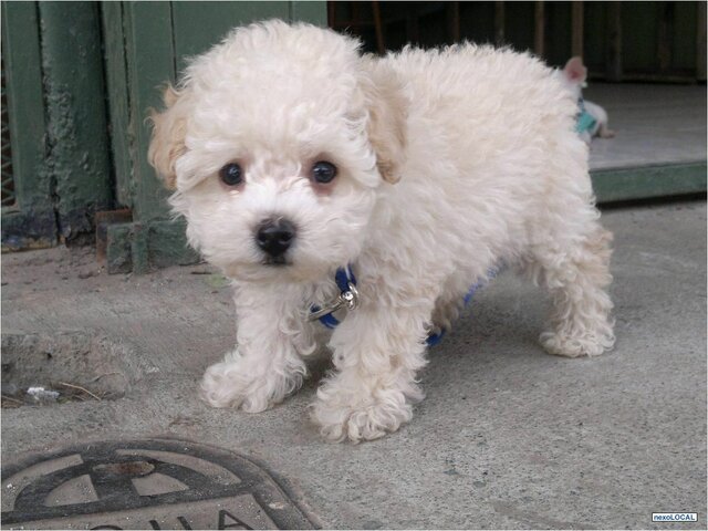 La adopcion de mi perrita