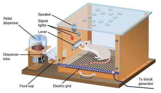 Skinner's operant conditioning