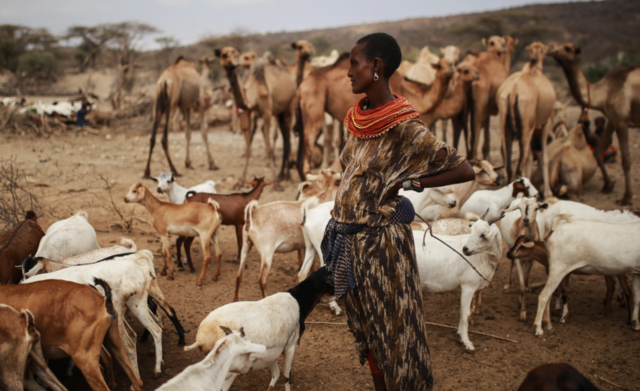 Kenya and Tanzania herd animals