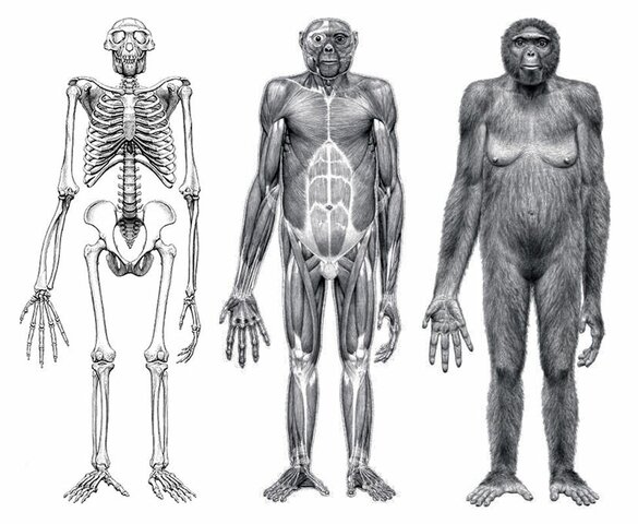 Ardipithecus ramidus