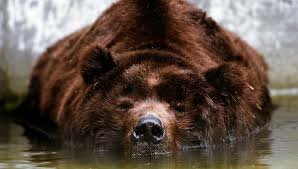 La reintroducción del oso