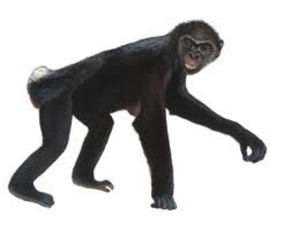 Ardipithecus ramidus: -5 millones de años