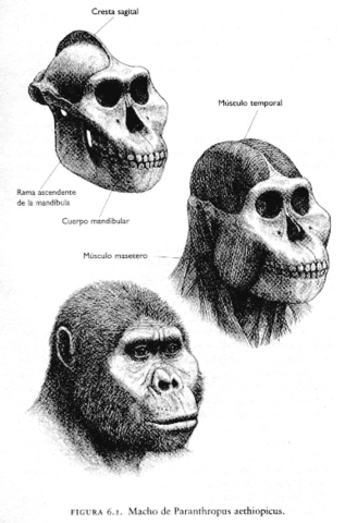 Paranthropus aethiopicus: -2'5 millones de años