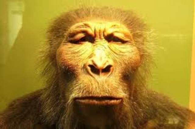 Paranthropus bosei: entre -2 millones y -1 millón de años
