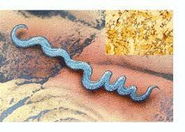 Descubrimiento de bacteria de la sífilis