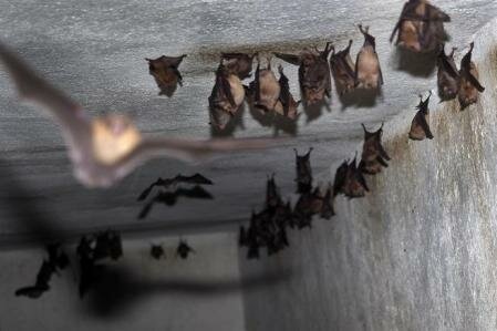 Apariciones en España