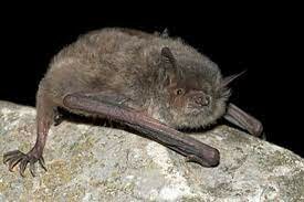 Peligro de extinción