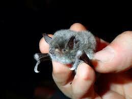 Generalitat de la Comunidad Valenciana