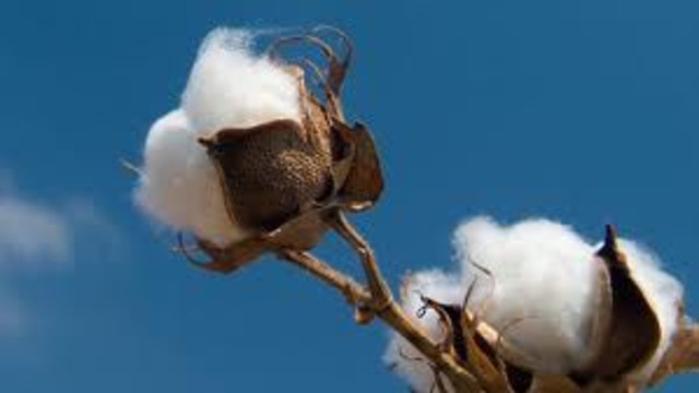 Invention of the Cotton Gin