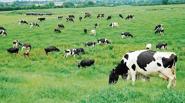 Cultivar plantes i domesticar animals